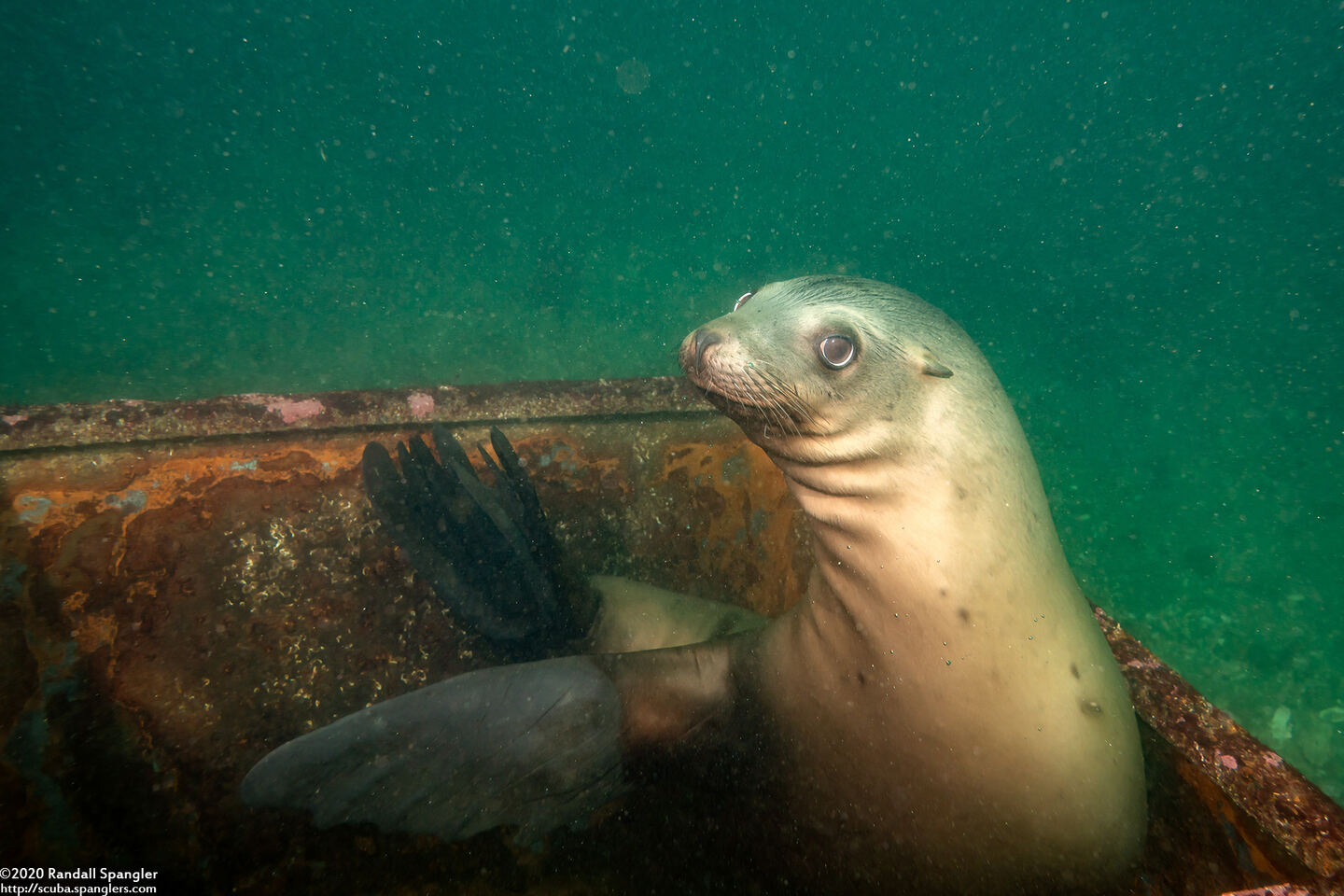 Zalophus californianus (California Sea Lion)