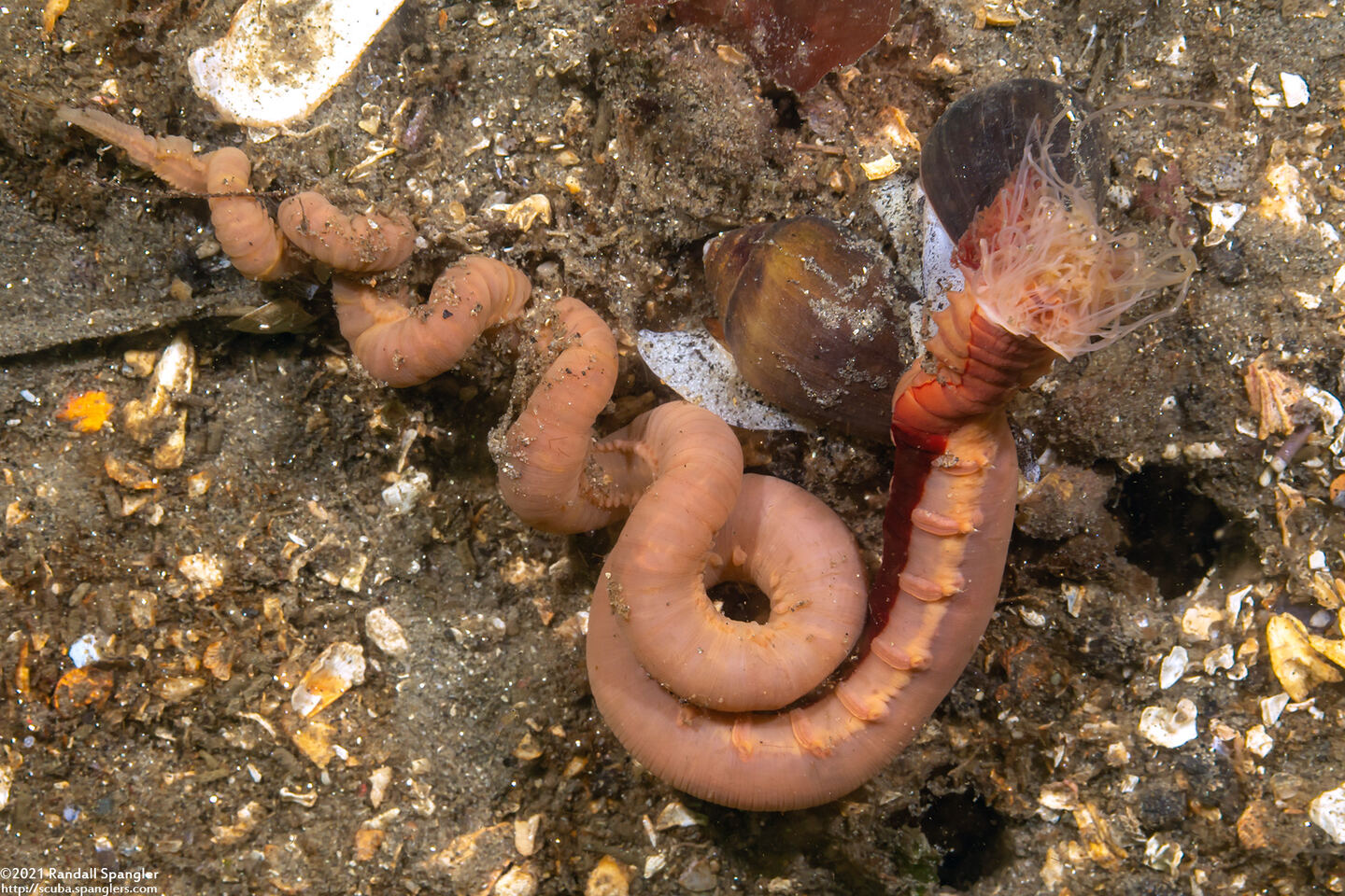 Pista sp.1 (Pista sp.1); Exposed body after heavy swell