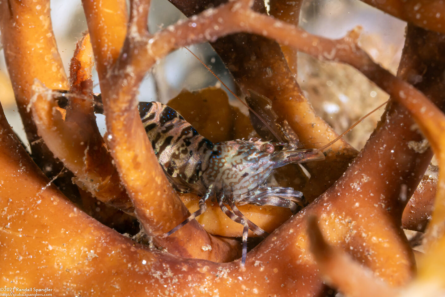 Heptacarpus palpator (Intertidal Coastal Shrimp)