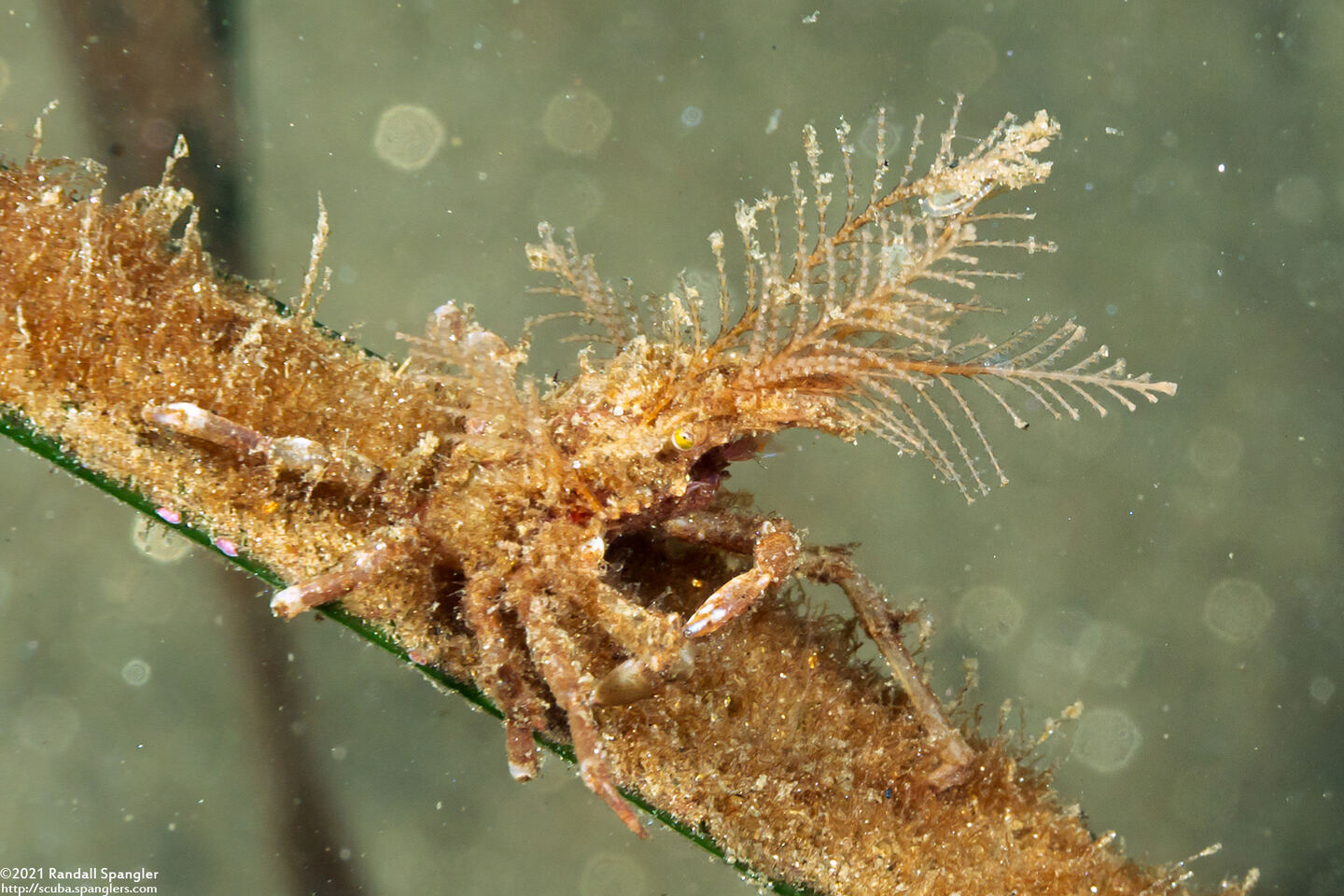Pugettia richii (Cryptic Kelp Crab)