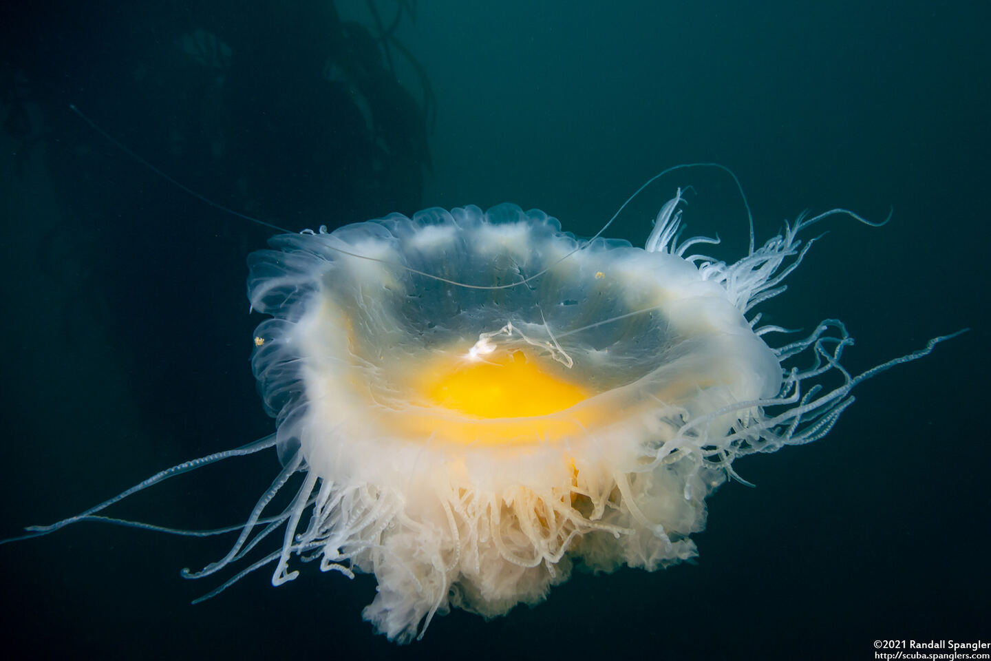 Phacellophora camtschatica (Egg-Yolk Jelly)