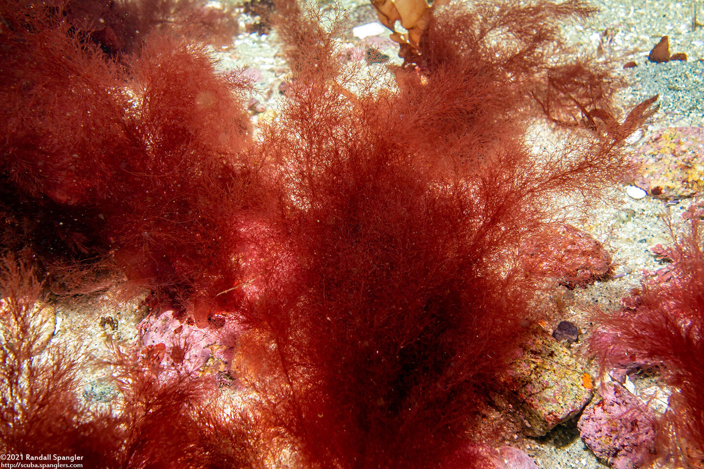 Order Ceramiales (Filamentous Red Algae)