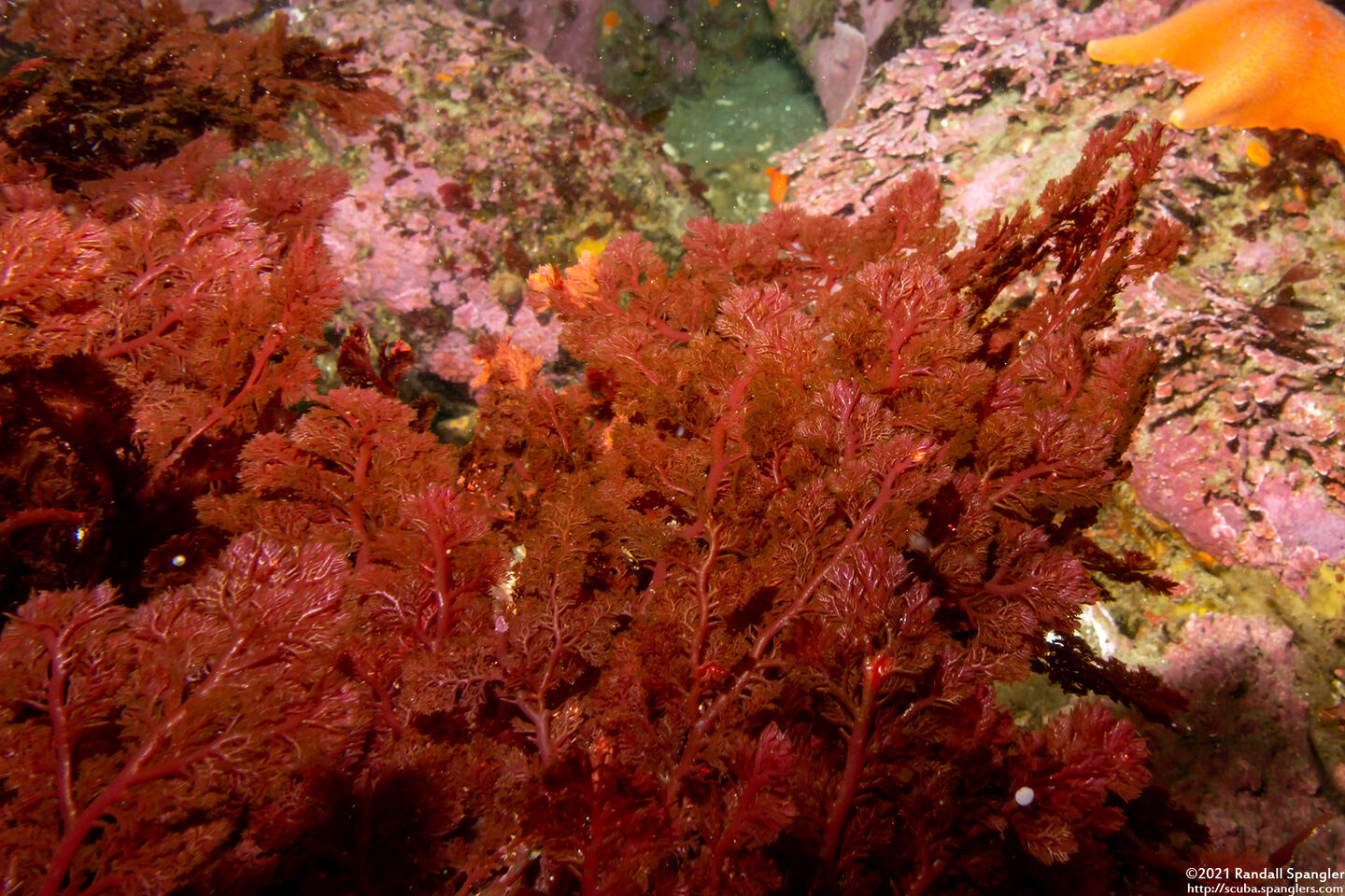 Plocamium pacificum (Sea Comb)