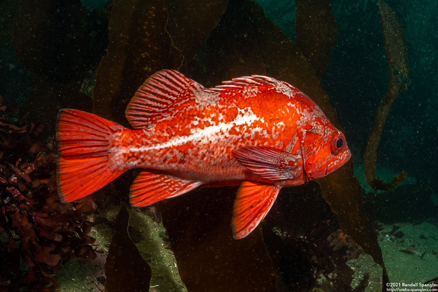 Sebastes miniatus (Vermilion Rockfish)