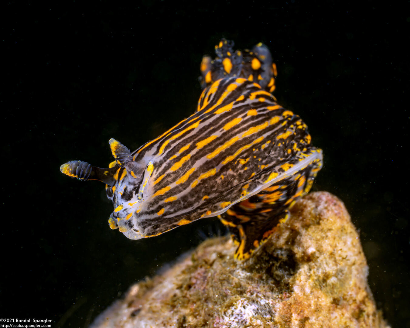 Polycera atra (Black Dorid)