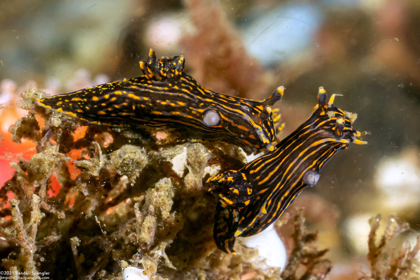 Polycera atra (Black Dorid)
