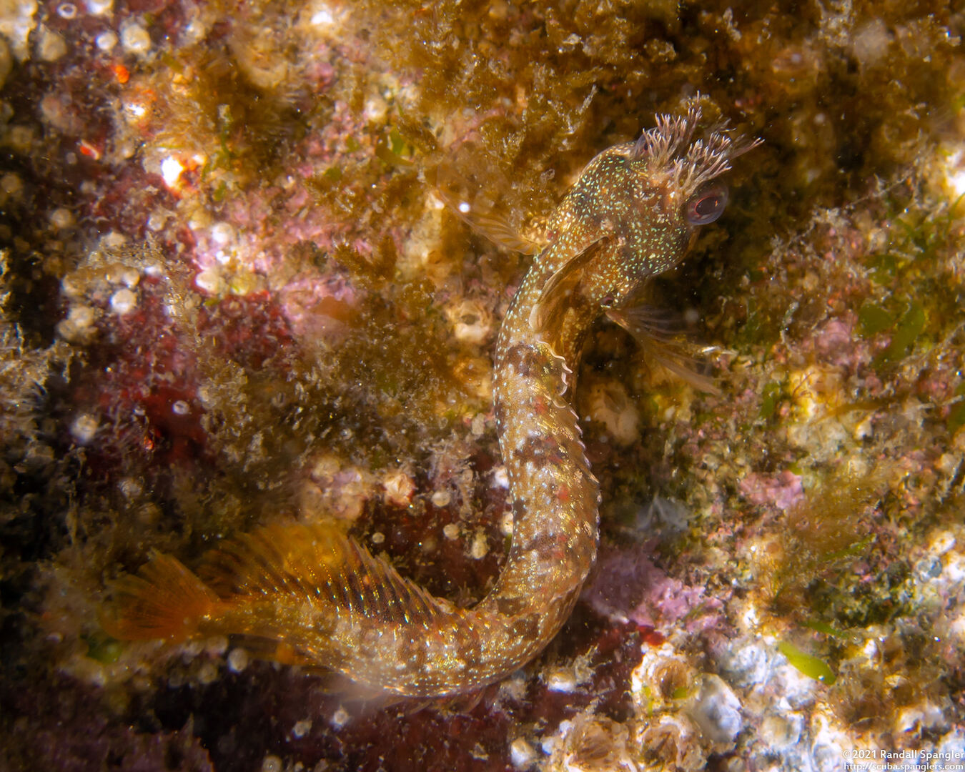 Neoclinus stephensae (Yellowfin Fringehead); Note the yellow tail fin