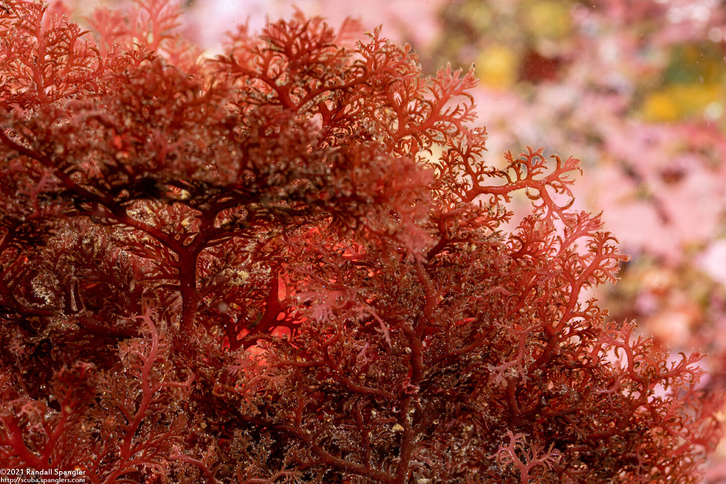 Plocamium pacificum (Sea Comb)