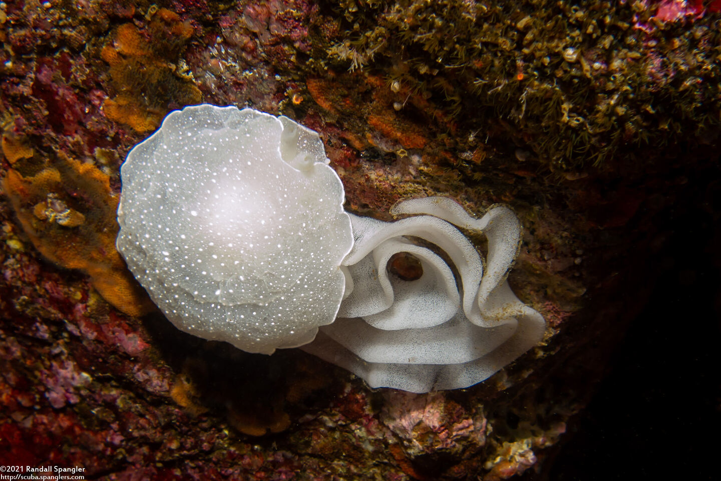 Berthella chacei (White Berthella); Laying eggs