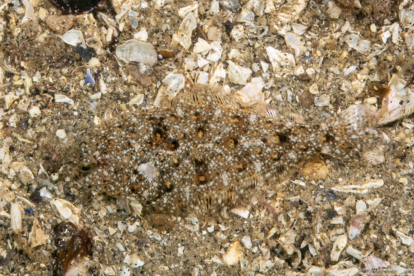Citharichthys stigmaeus (Speckled Sanddab)