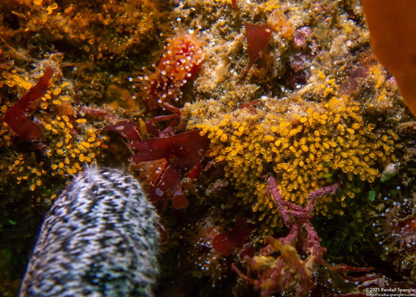 Pycnoclavella stanleyi (Pycnoclavella Stanleyi); Note size relative to my finger