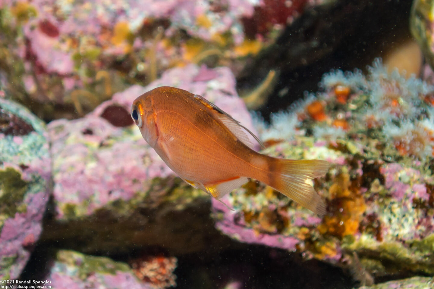 Zalembius rosaceus (Pink Surfperch)
