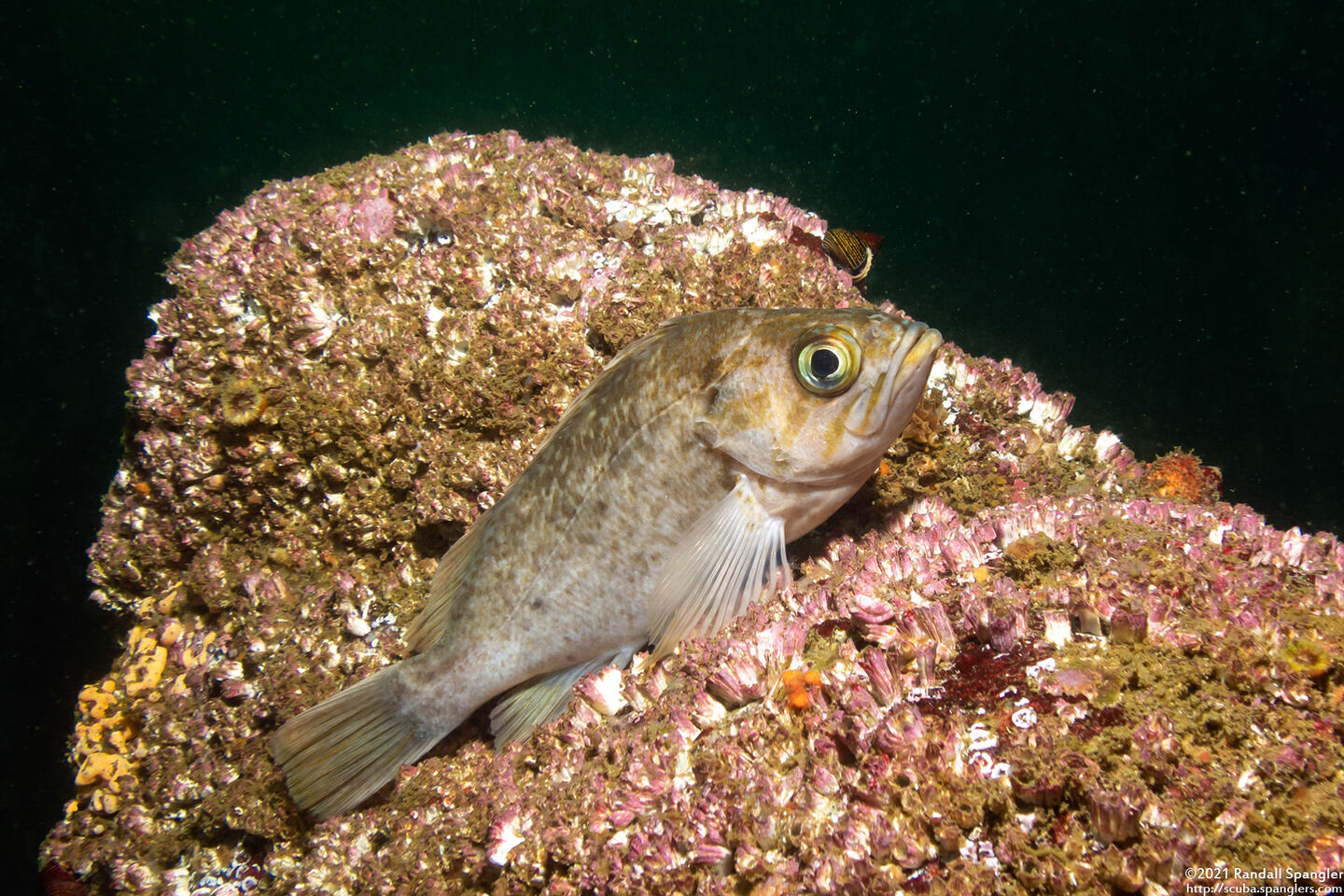 Sebastes atrovirens (Kelp Rockfish)