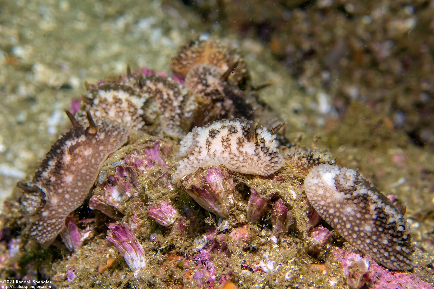Onchidoris bilamellata (Barnacle-Eating Dorid)