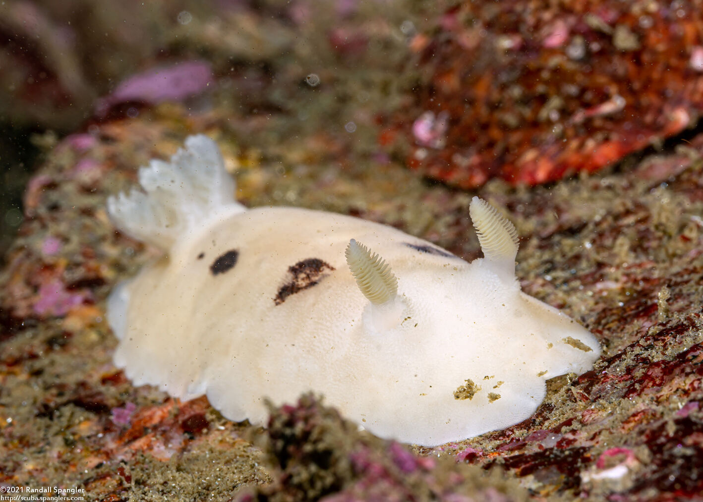 Diaulula sandiegensis (San Diego Dorid)