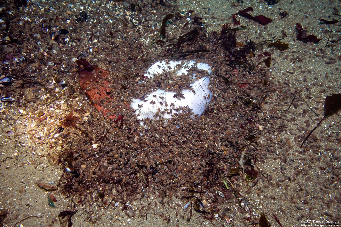 Nassarius mendicus (Western Lean Nassa); Snails eating dead mola