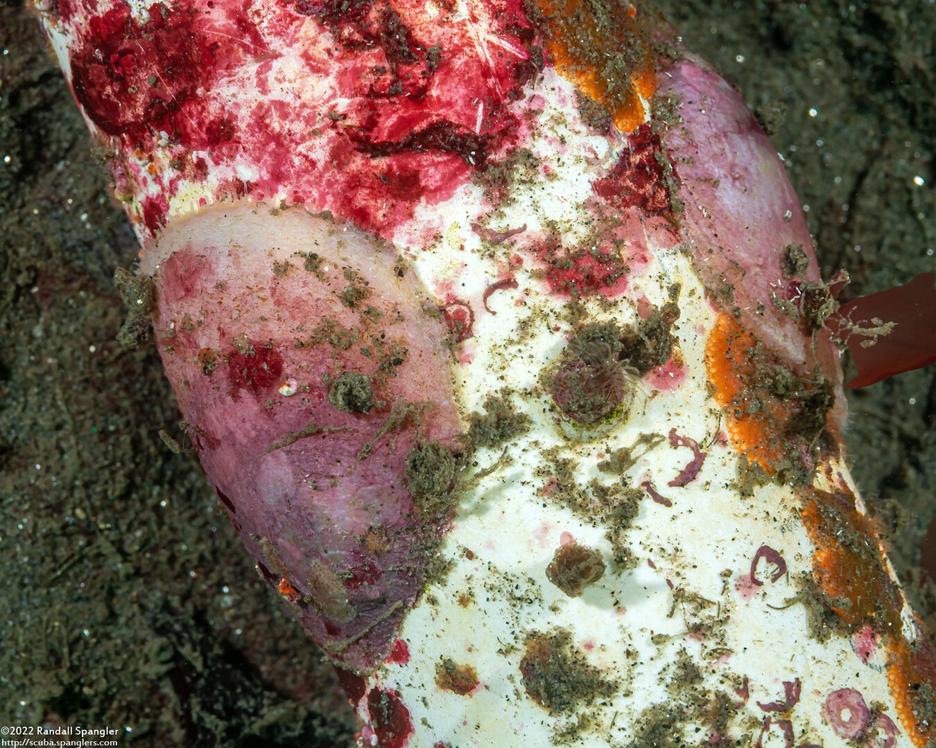 Pododesmus macrochisma (Abalone Jingle); On PVC pipe