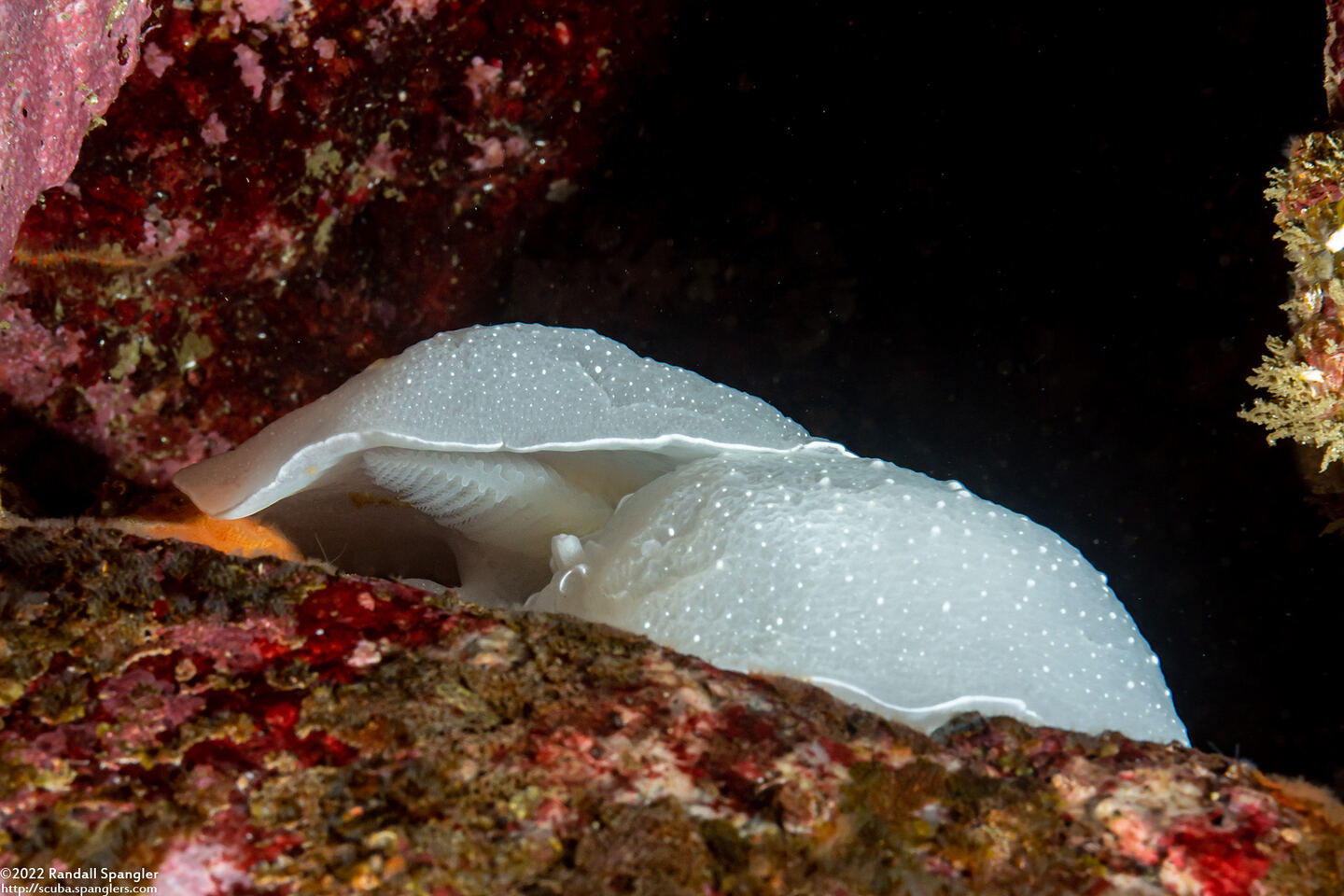 Berthella chacei (White Berthella); Gills visible from side