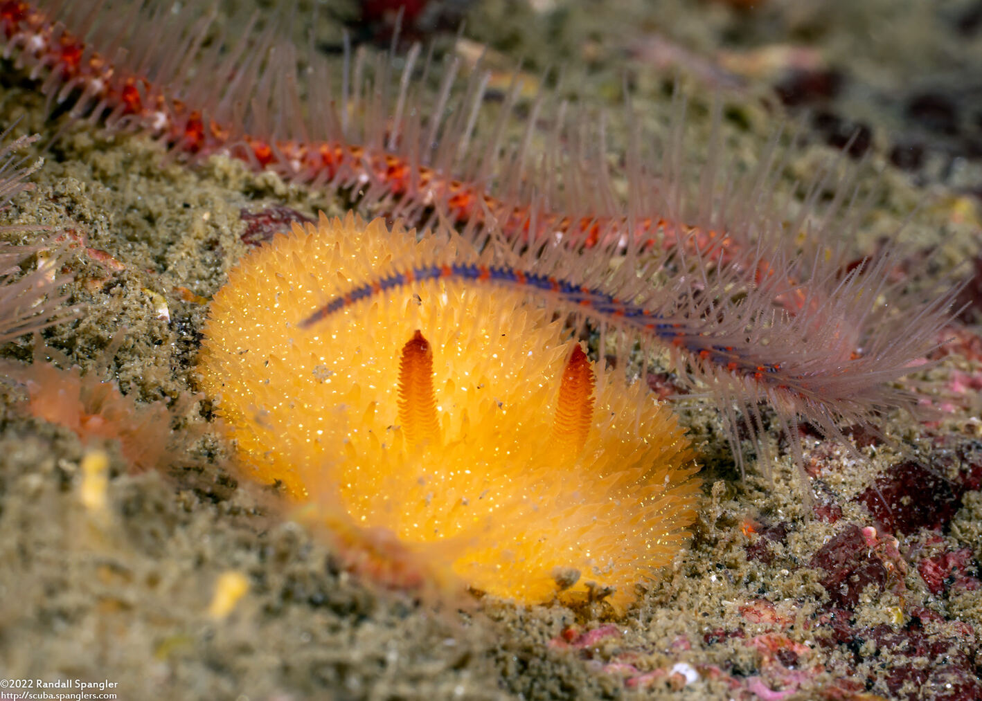 Acanthodoris lutea (Yellow Horned Dorid)