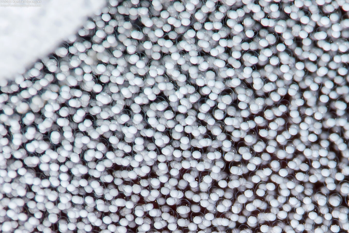 Berthella chacei (White Berthella); Close-up of egg spiral