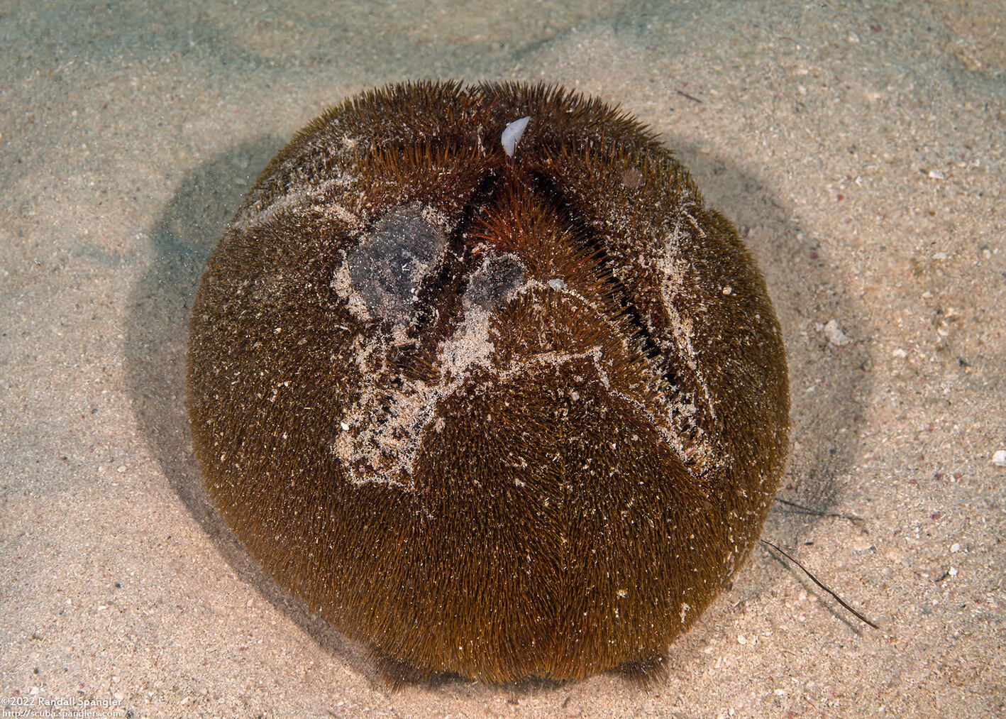Meoma ventricosa (Red Heart Urchin)
