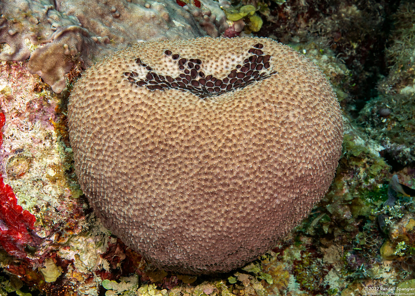 Ircinia strobilina (Black Ball Sponge)