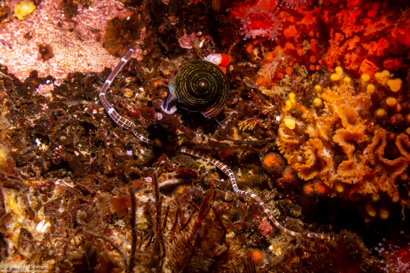 Tubulanus sexlineatus (Six-Lined Ribbon Worm)