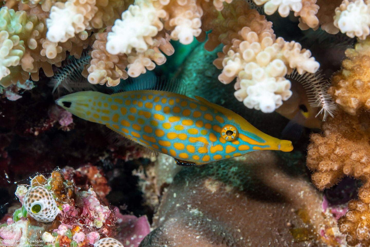 Oxymonacanthus longirostris (Longnose Filefish)