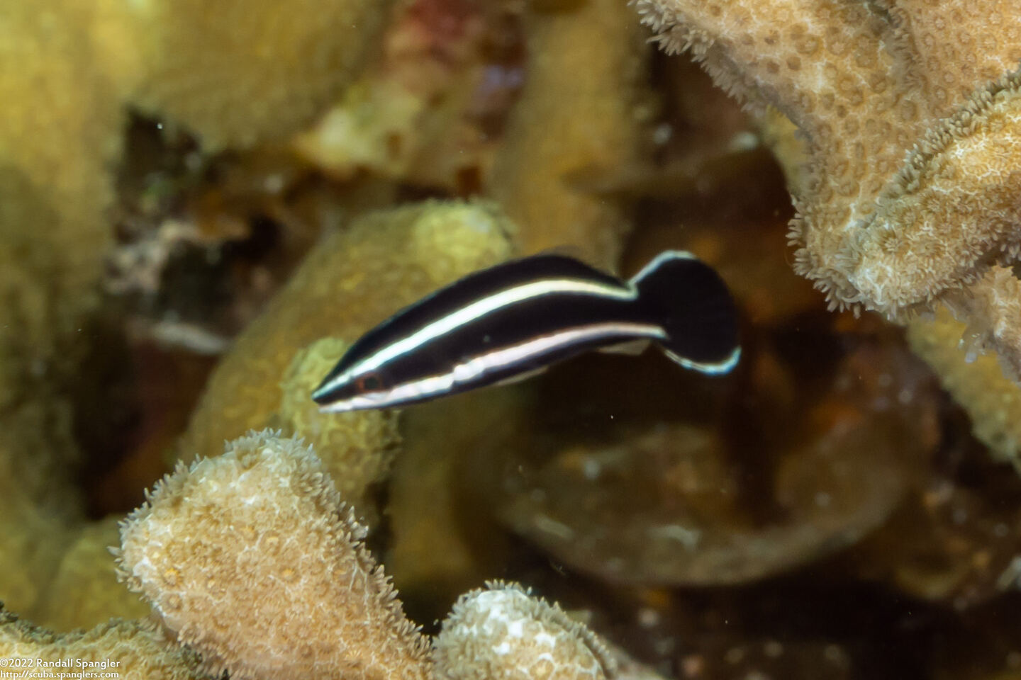 Labropsis manabei (Northern Tubelip)