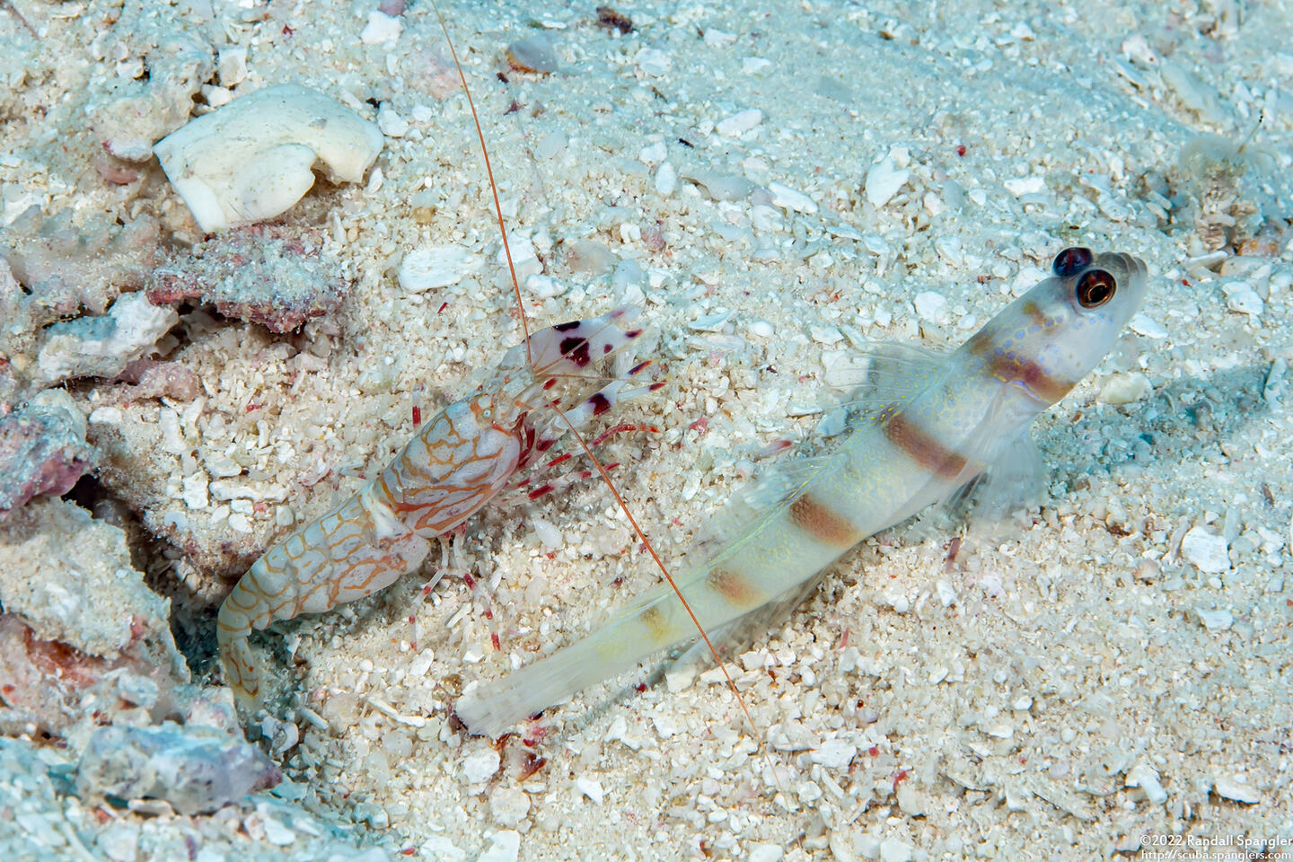 Alpheus bellulus (Tiger Snapping Shrimp)