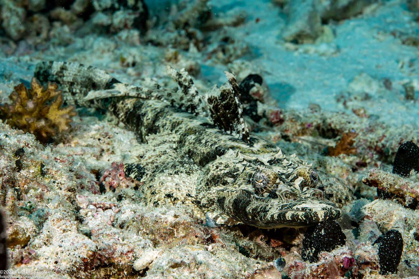 Cymbacephalus beauforti (Crocodile Flathead)