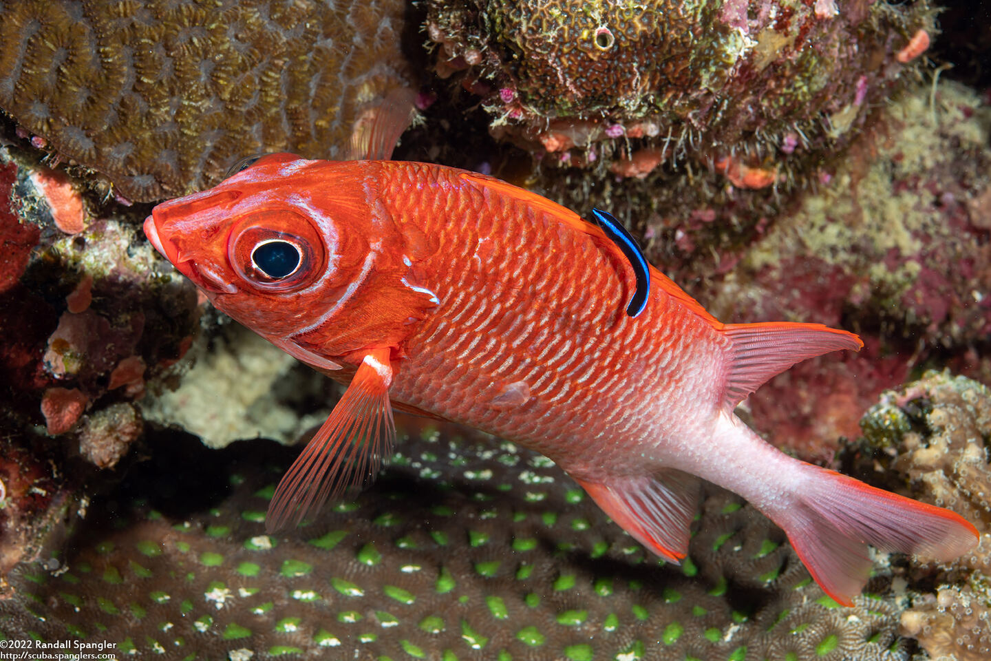 Sargocentron caudimaculatum (Tailspot Squirrelfish)