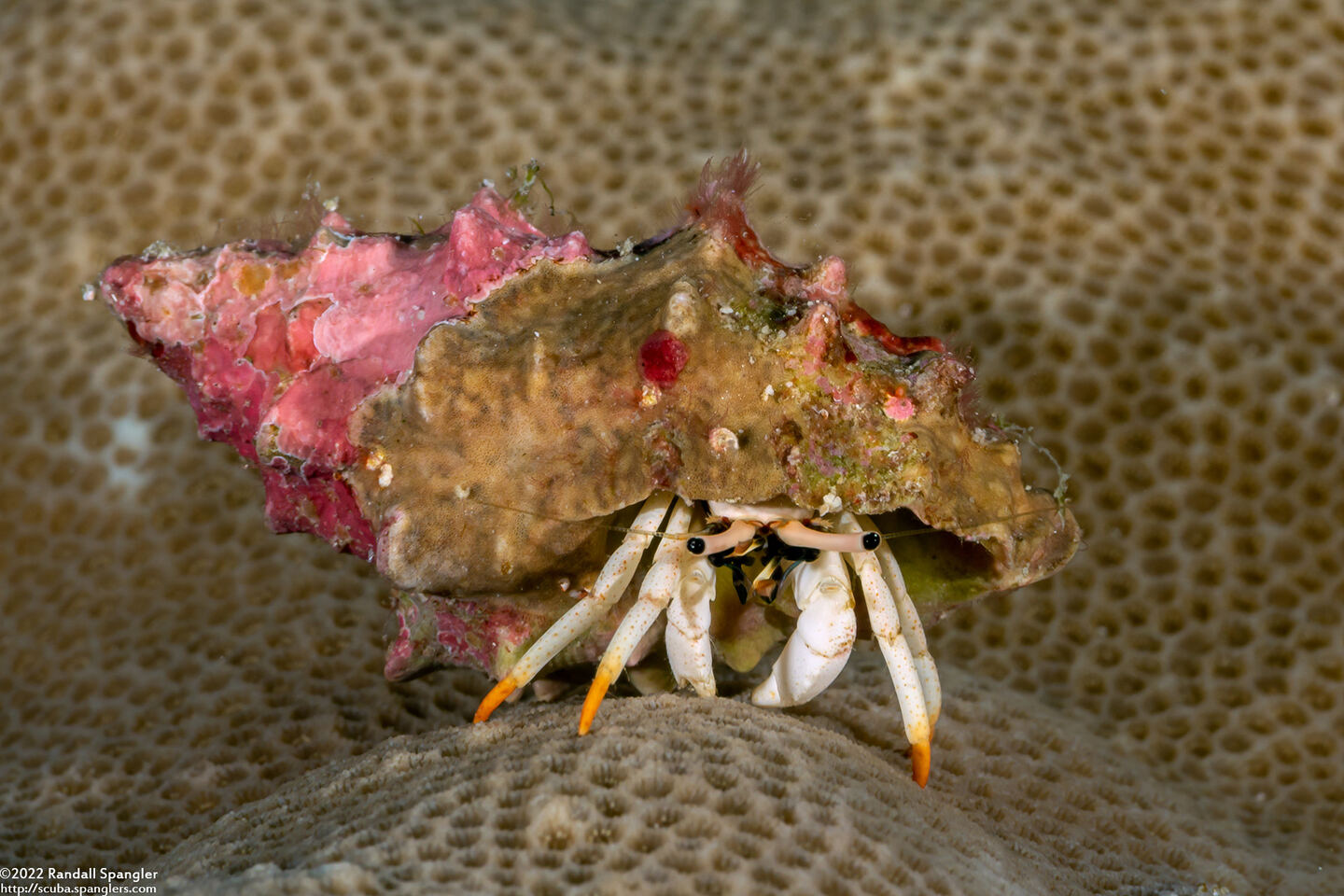 Calcinus minutus (White Hermit Crab)