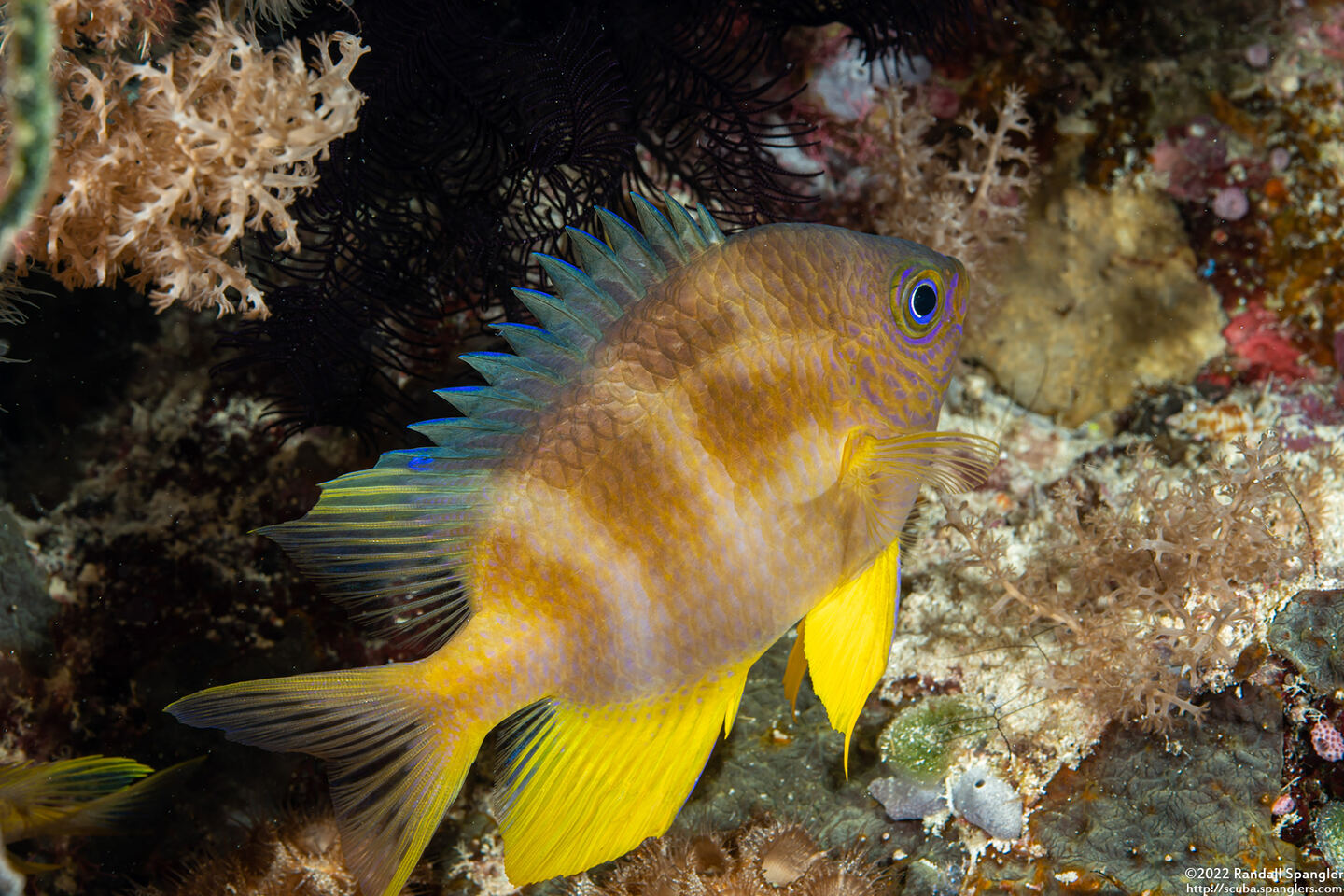 Amblyglyphidodon aureus (Golden Damsel)