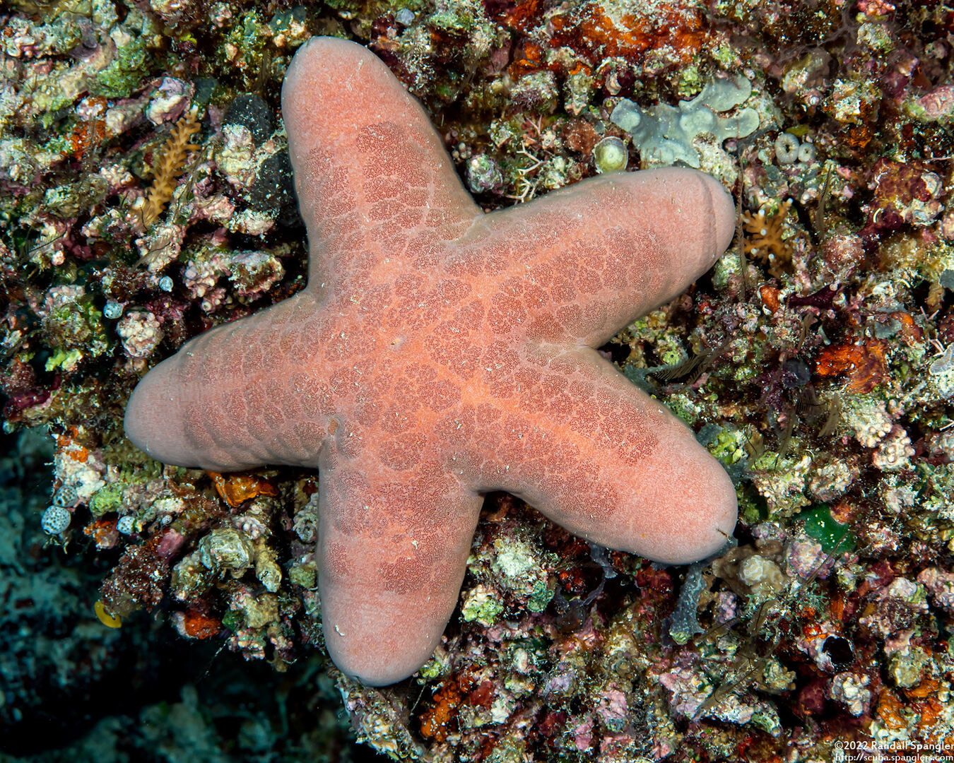 Choriaster granulatus (Granular Sea Star)