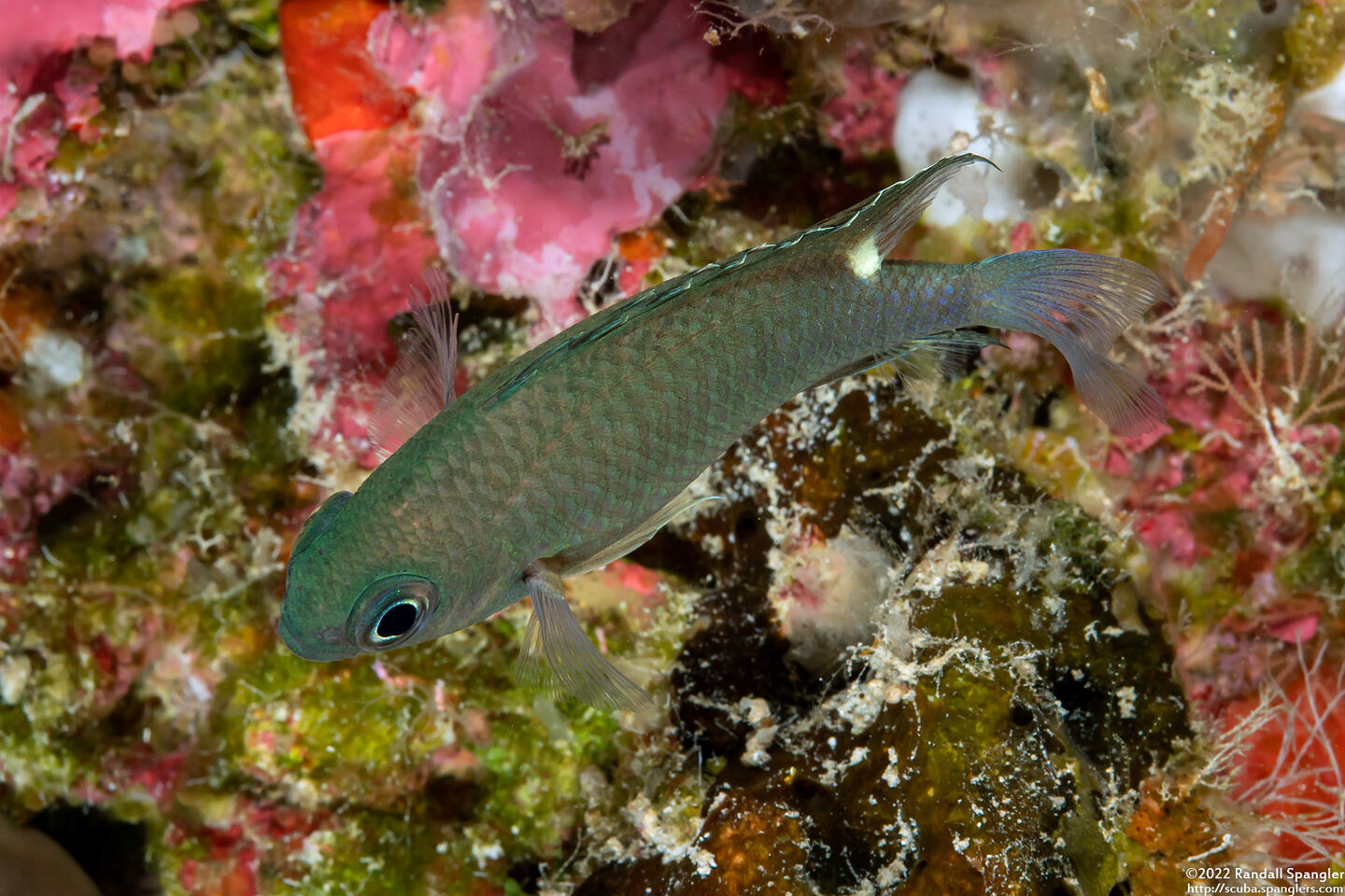 Chromis elerae (Twinspot Chromis)