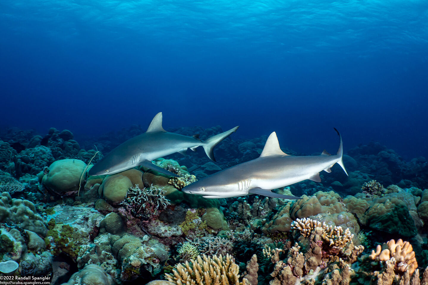 Carcharhinus amblyrhynchos (Gray Reef Shark)