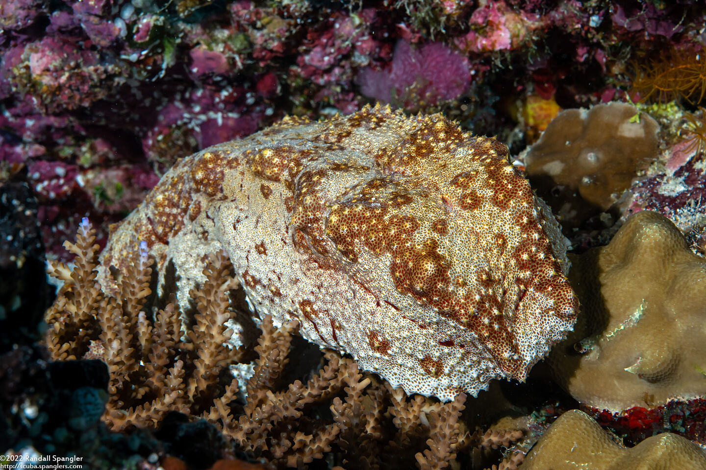 Thelenota anax (Amberfish Sea Cucumber)
