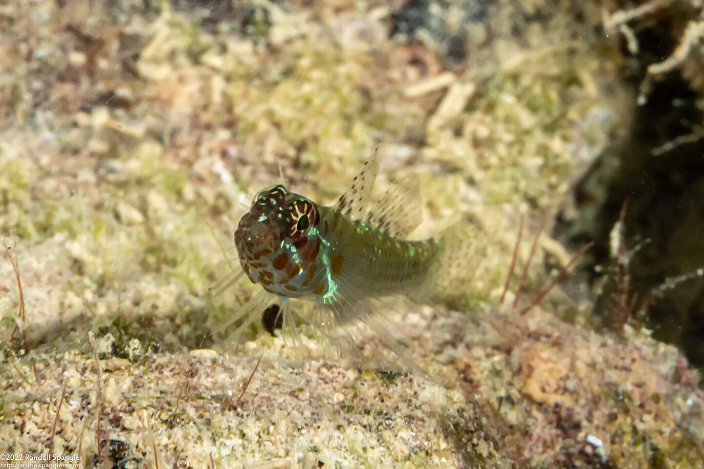 Eviota prasina (Rubble Dwarfgoby)