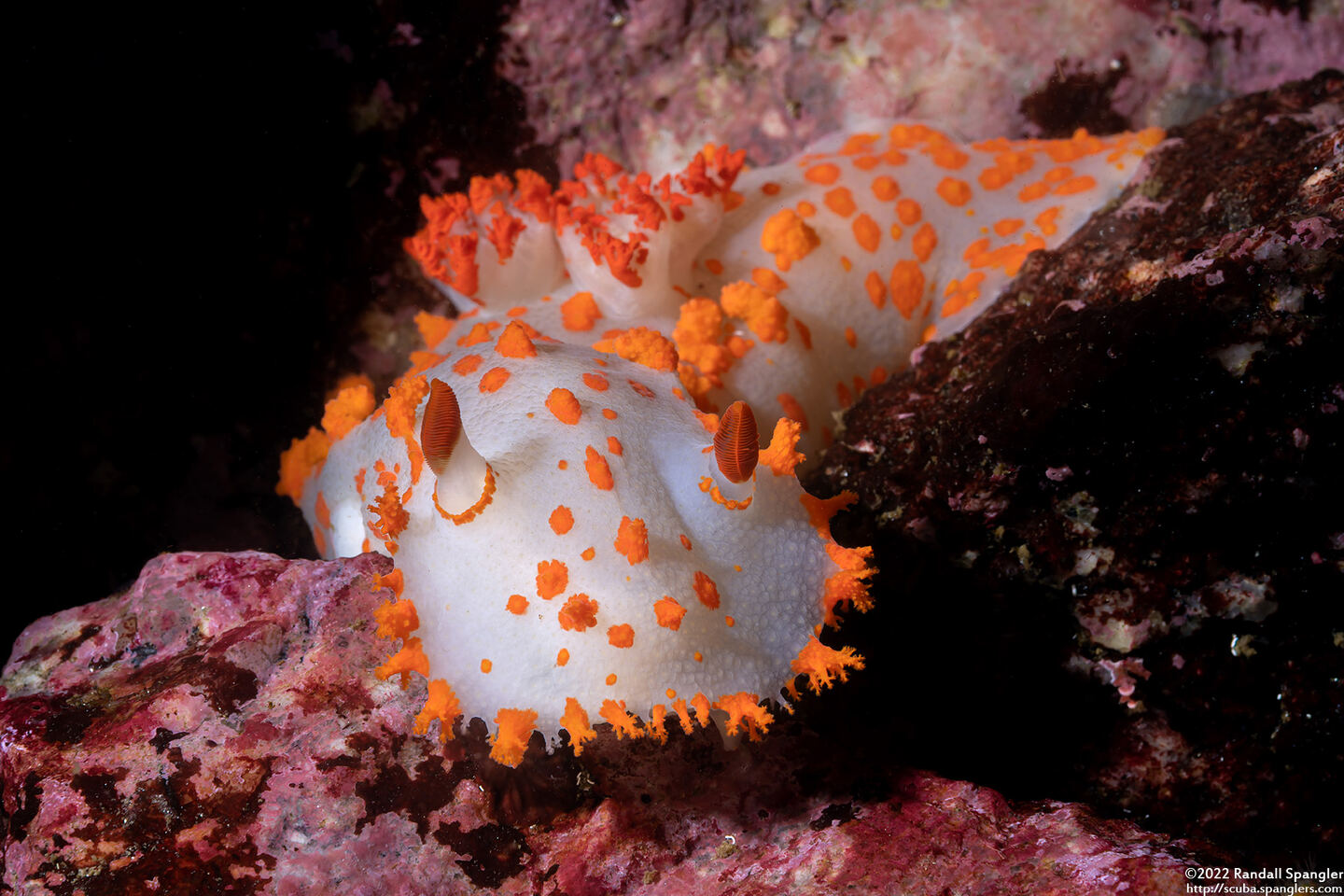 Triopha catalinae (Catalina Triopha)