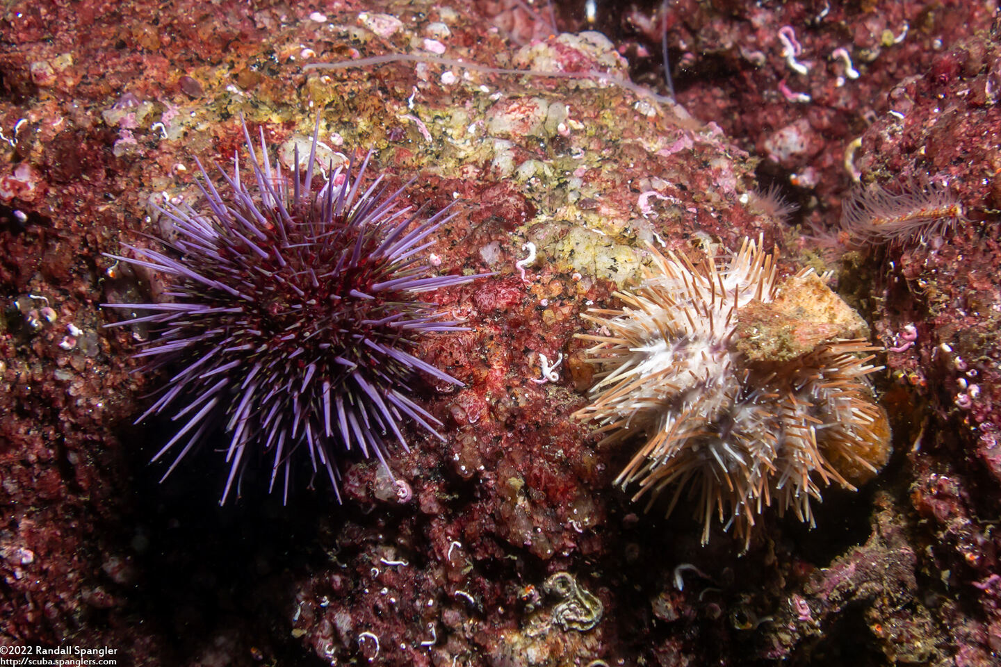 Lytechinus pictus (White Sea Urchin)