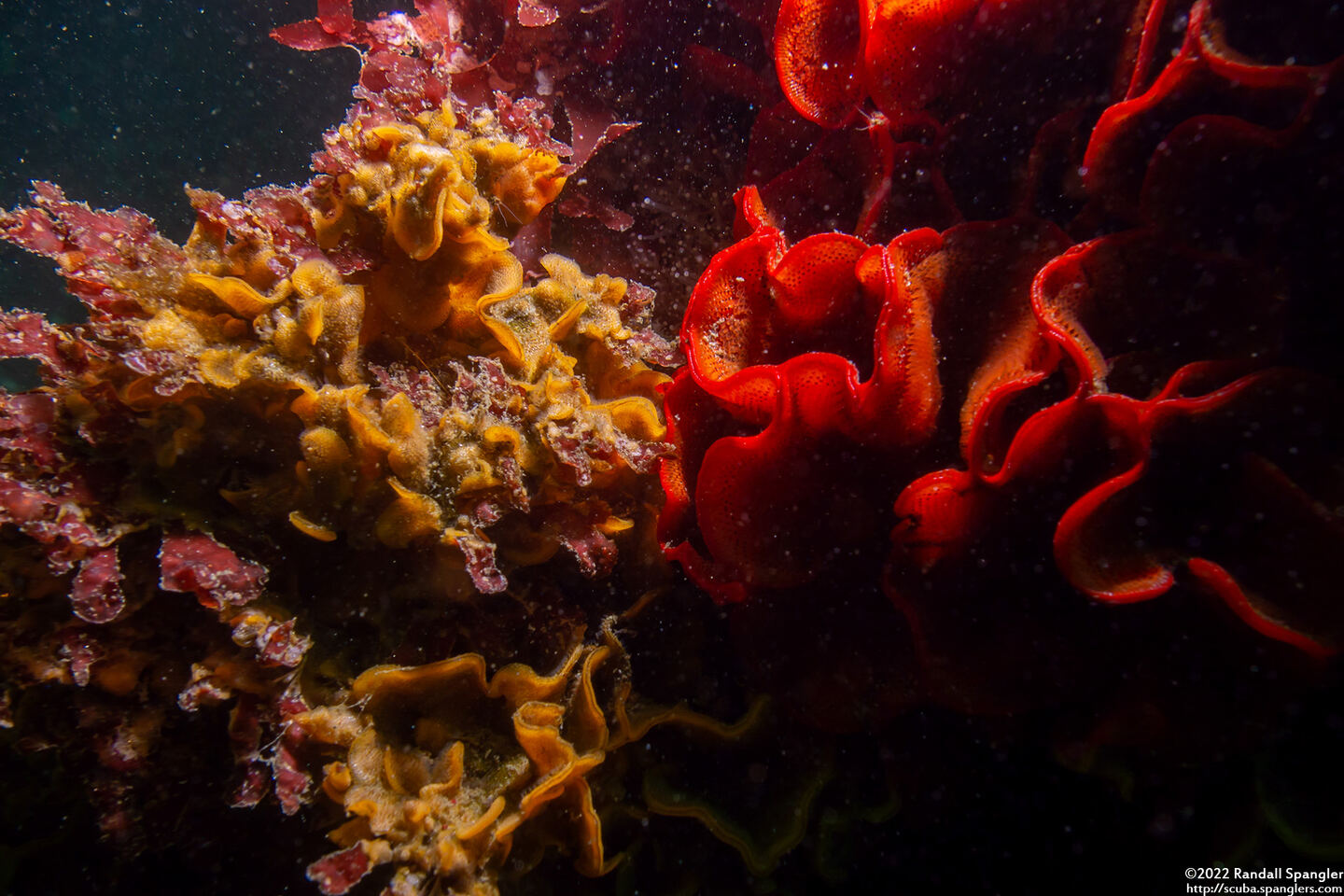 Primavelans insculpta (Fluted Bryozoan); Fluted (left) and red rust (right) bryozoans