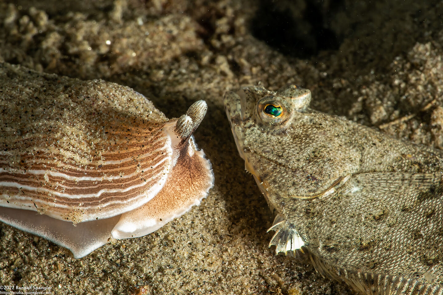 Armina californica (California Armina)