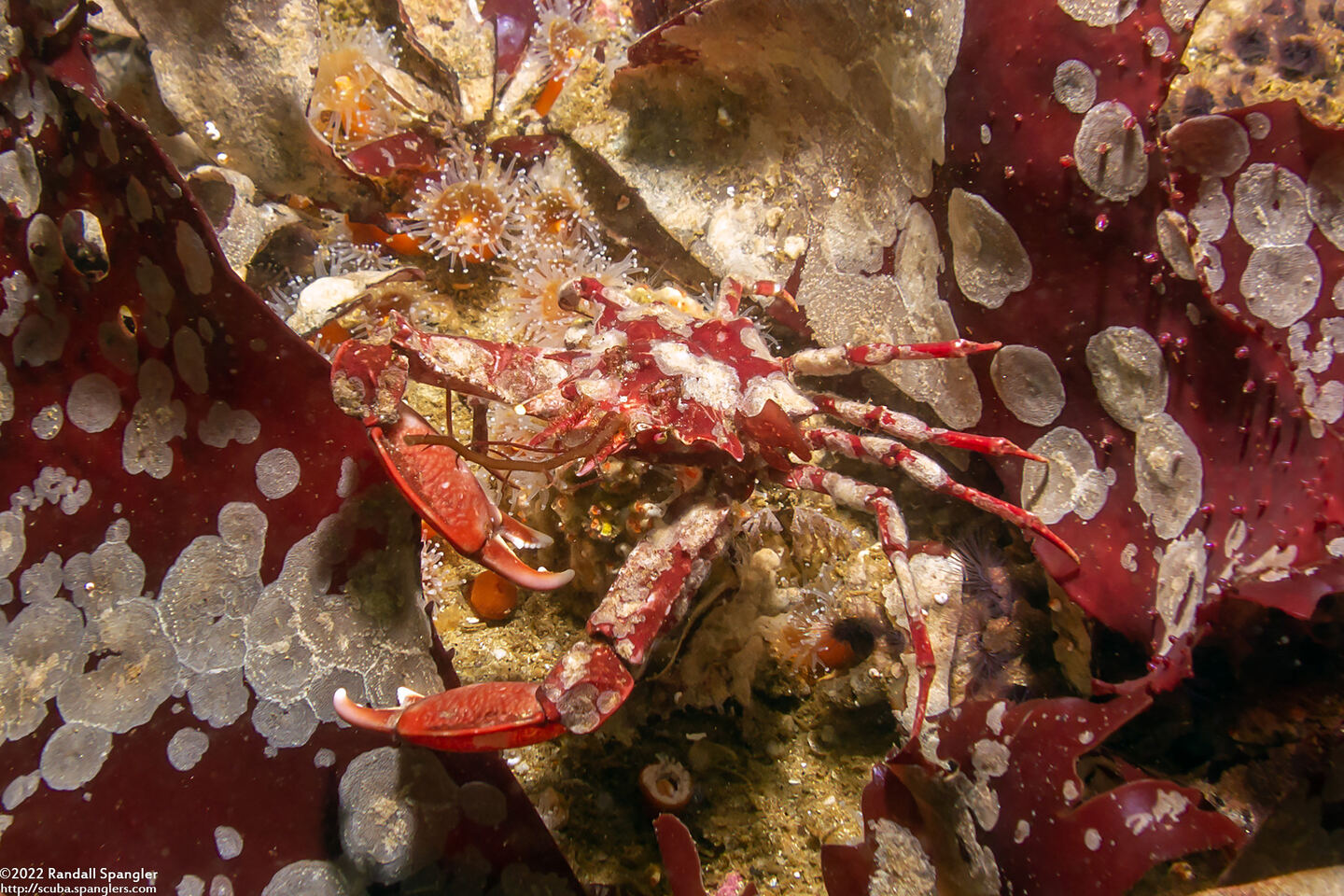 Pugettia richii (Cryptic Kelp Crab)