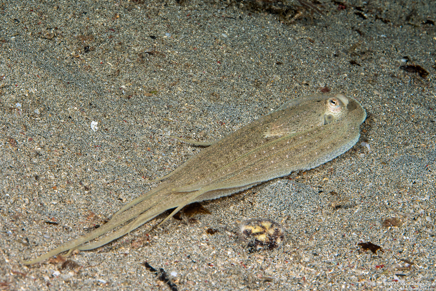 Thaumoctopus mimicus (Mimic Octopus); Imitating sole