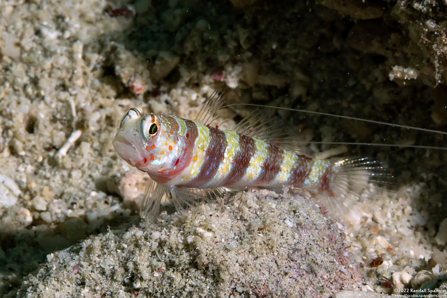 Amblyeleotris wheeleri (Gorgeous Shrimpgoby)
