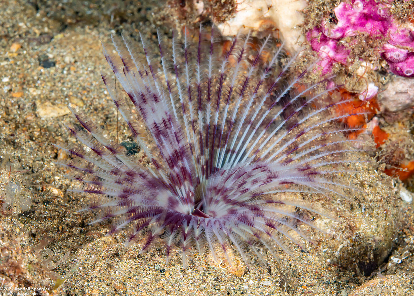 Sabellastarte spectabilis (Common Feather Duster Worm)