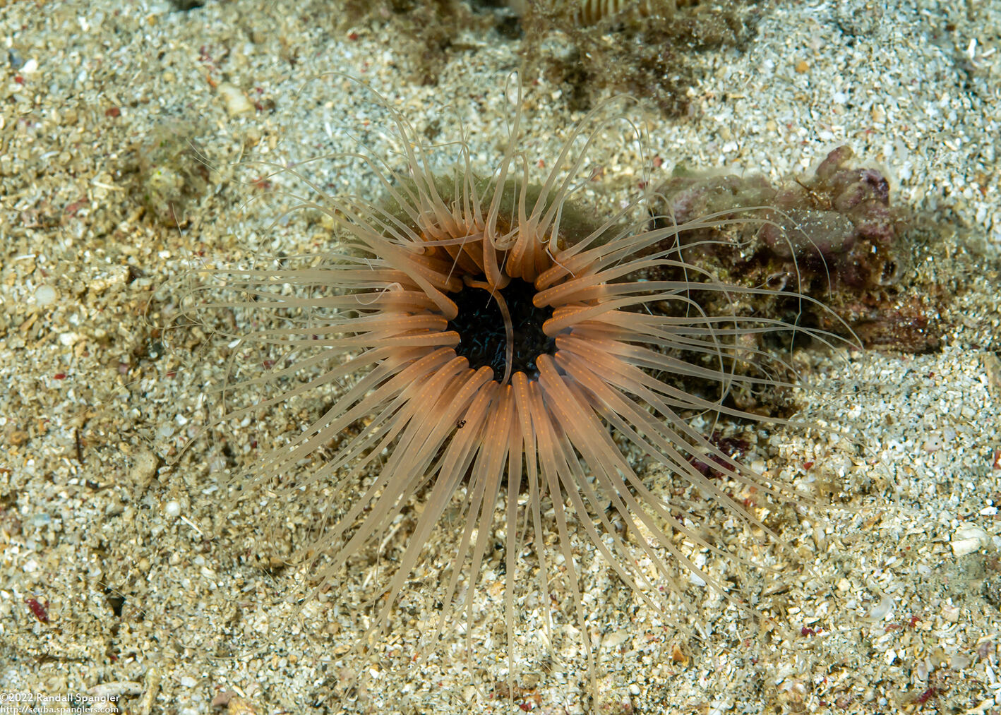 Cerianthus filiformis (Cerianthus Filiformis)