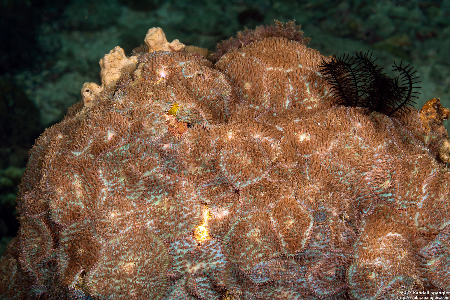 Rhodactis cf. bryoides (Rhodactis cf. bryoides)