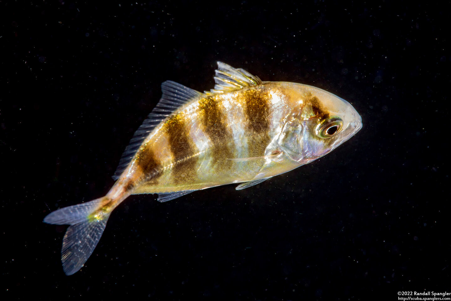 Family Carangidae (Juvenile Jack)